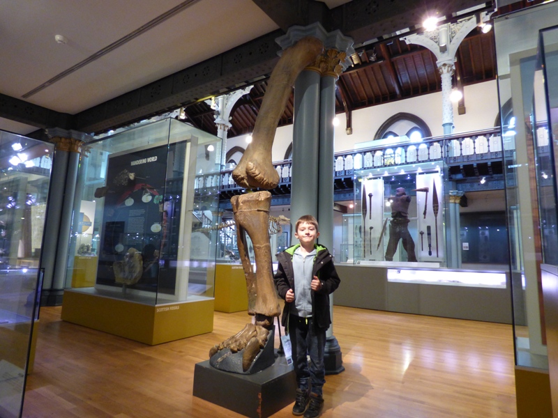Hunterian_Museum_Dinosaur_Bones