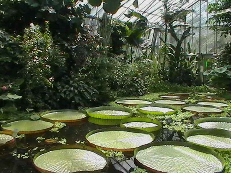 RoyalBotanicGardens3