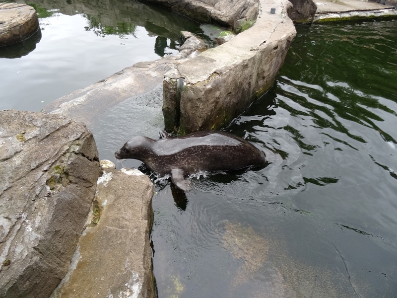 Scottishsealifesanctuary5