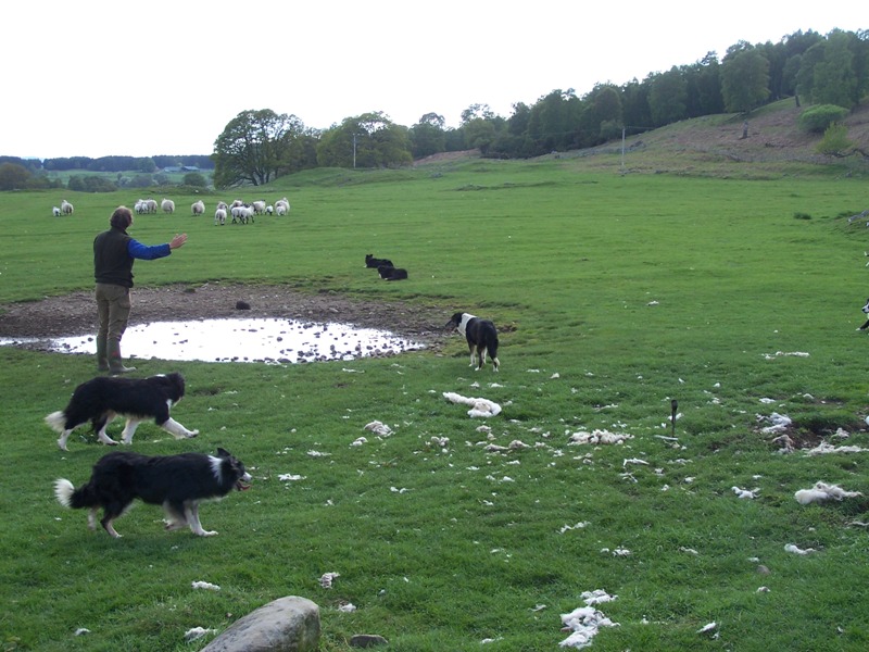 Sheepdogdemonstration