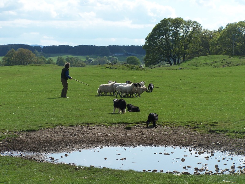 Sheepdogdemonstration3