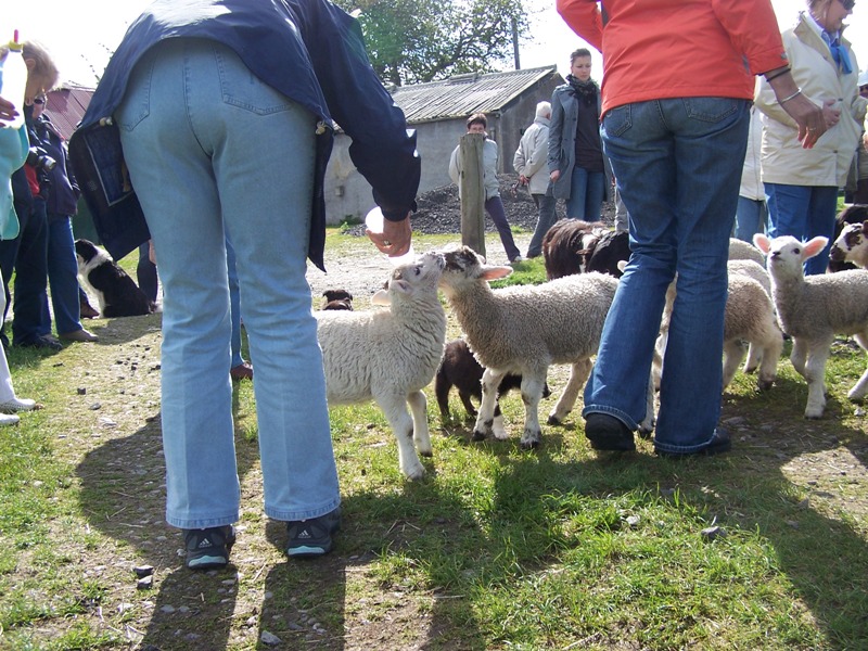 Sheepdogdemonstration4