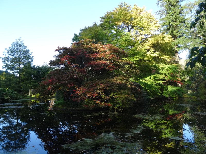 Benmore_Acers_and_Pond