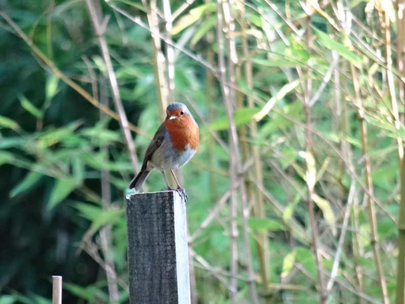 Benmore_Gardens__friendly_Robin