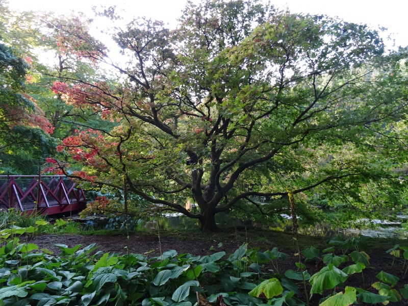 Benmore_Japanese_Garden