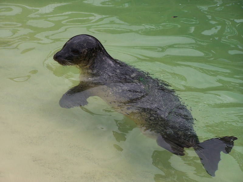 DeepSeaWorldseal