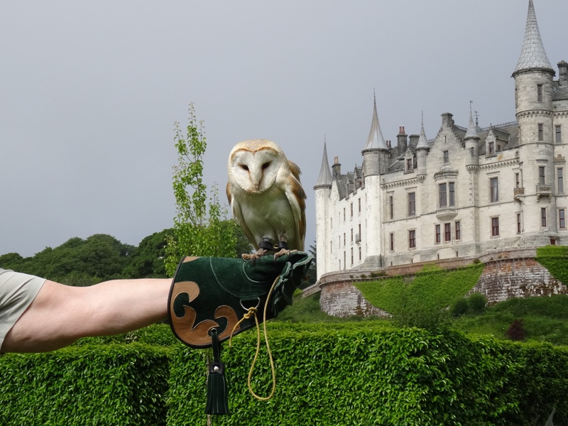 Dunrobin_Owl