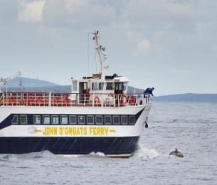 Jog_Ferry_dolphin