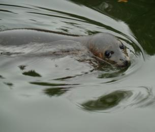 Scottishsealifesanctuary