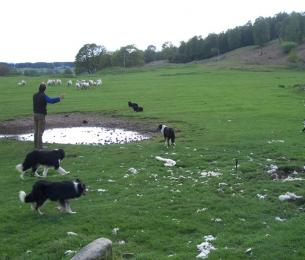 Sheepdogdemonstration