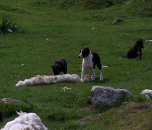 Sheepdogdemonstration1