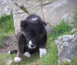 Sheepdogdemonstration2