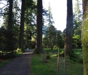 Benmore_Gardens_woodland_path