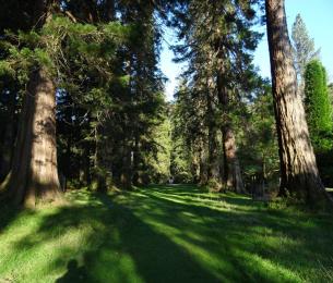 Benmore_Sequoia_Tree_Avenue