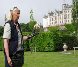 Falconry_Display