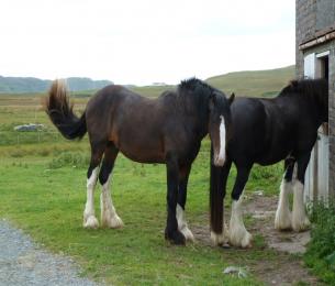 Clydesdale_Horses_on_Islay