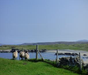 Islay_Sheep