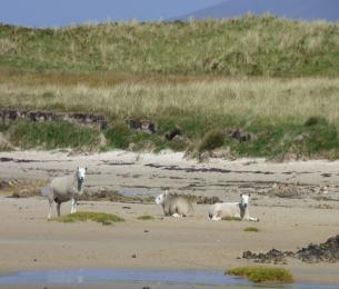 Sheep_on_a_beach_in_Islay