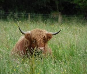 GlenCreranCoo