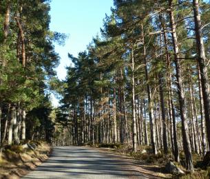 ForestRoad