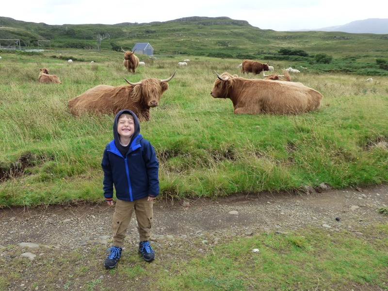 Scottish Highland Cattle - Altina Wildlife Park