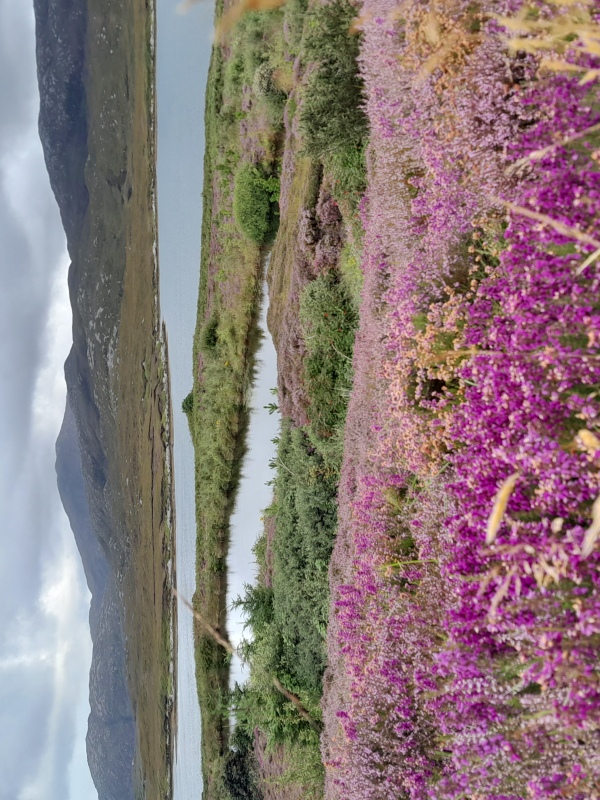 Glorious display of purple heather on South Uist at Arinaban Woodlands