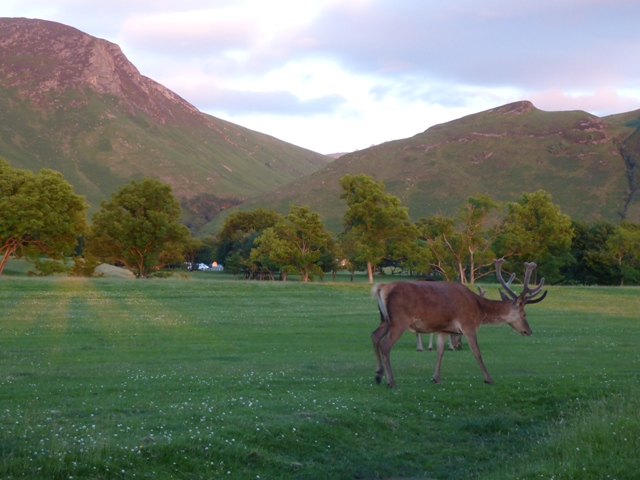 Deer grazing on Lochranza Golf course, Arran