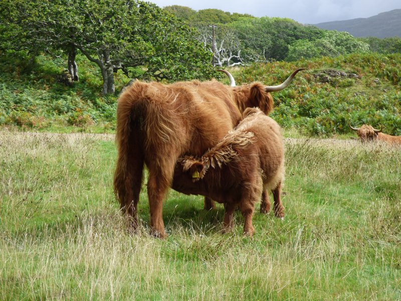 Baby Highland cow suckling milk from mother