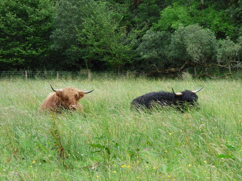 Black Highland cow beside Ginger Highland cow