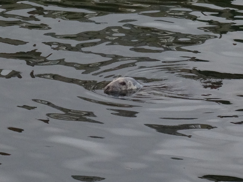 Seal in Carradale Harbour