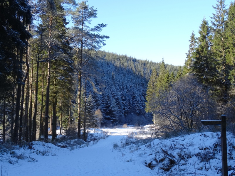 Changue Forest in Winter