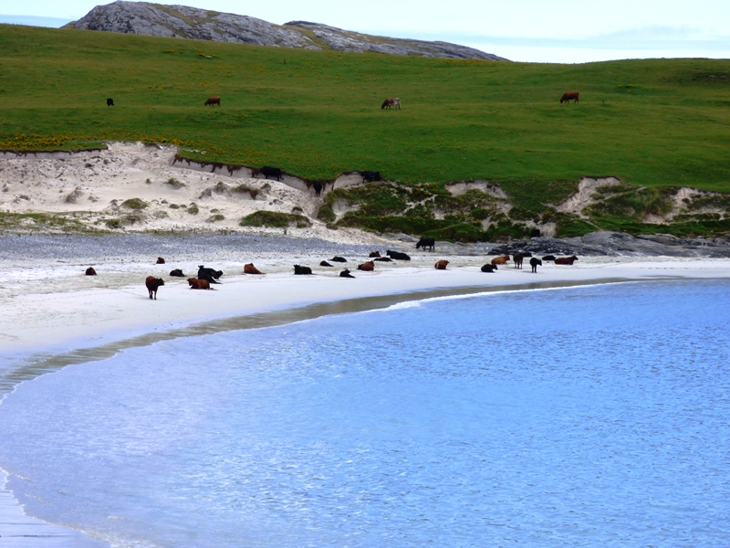 Cows on the beach at Bagh a Deas