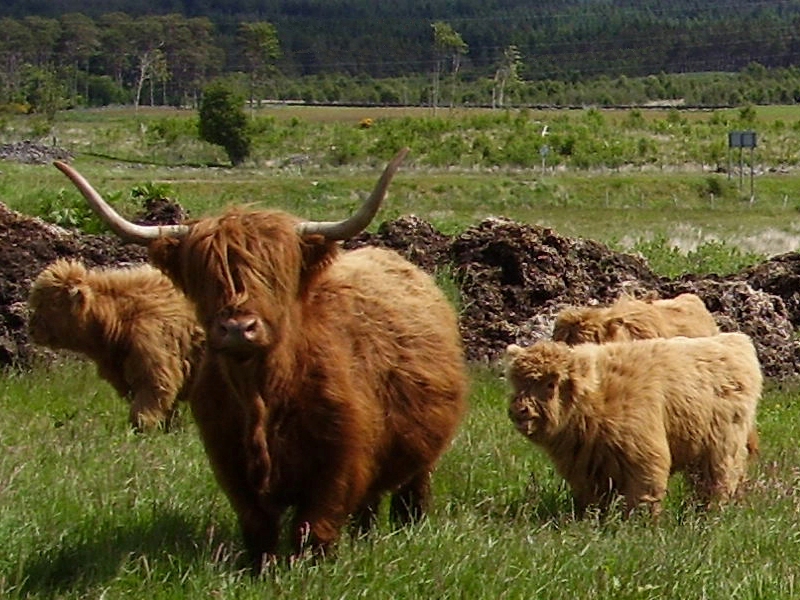 Highland Cattle on Field