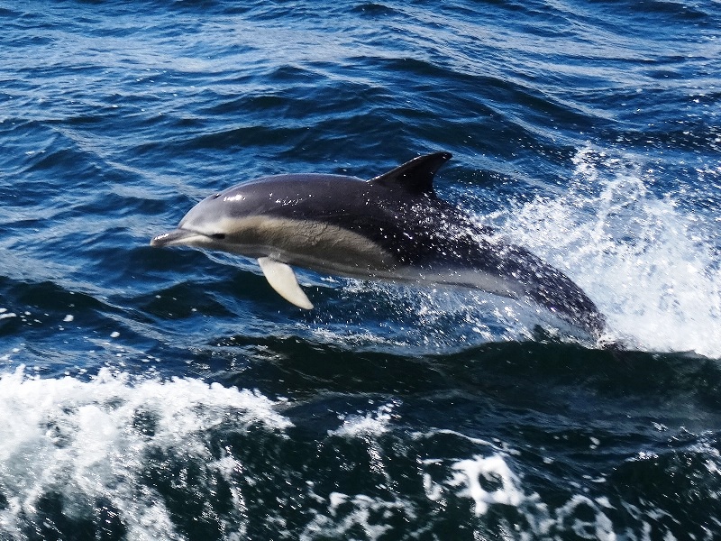 Dolphins viewed from MV Western Isles boat trip