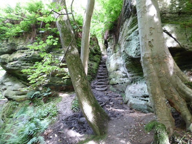 Carved steps down to Dunino Den