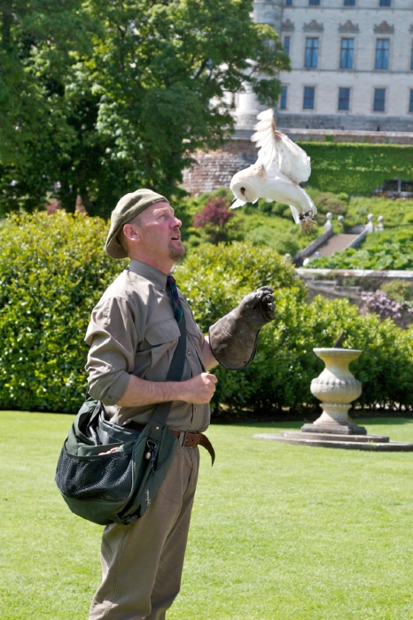 Dunrobin Owl display