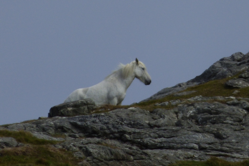 Eriskay pony stood on a hill top