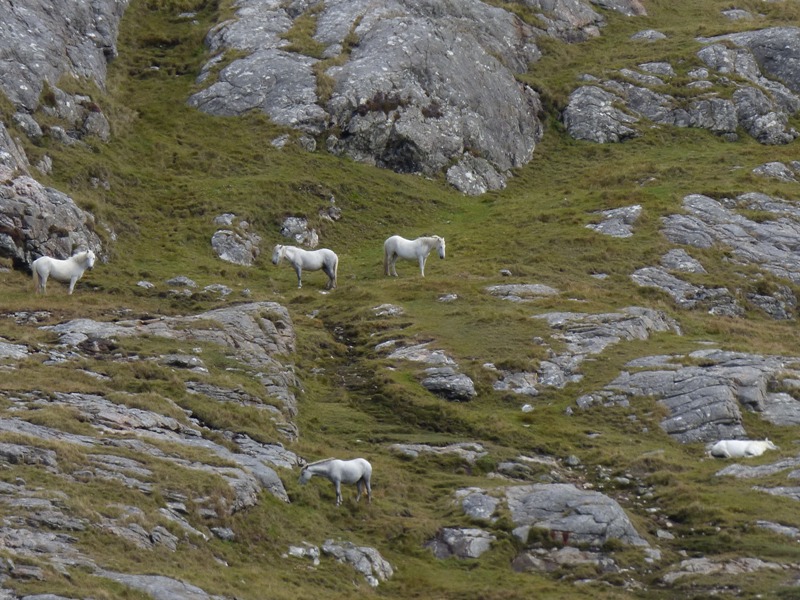 Wild Eriskay Ponies on the side of Beinn Sciathan on Eriskay