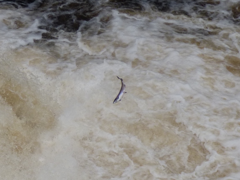 Falls of Shin salmon leaping
