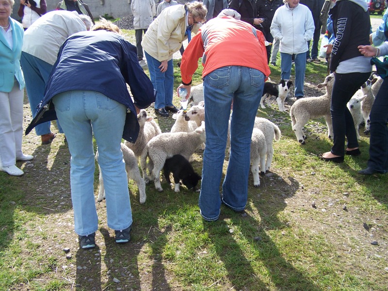 Lambs & Puppy Collie dogs jostle to feed from a milk bottle.