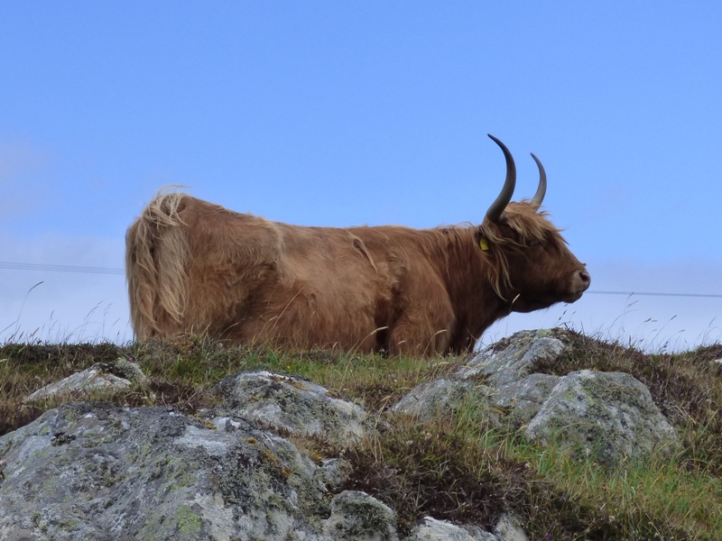 Female Highland cow with horns pointing upwards