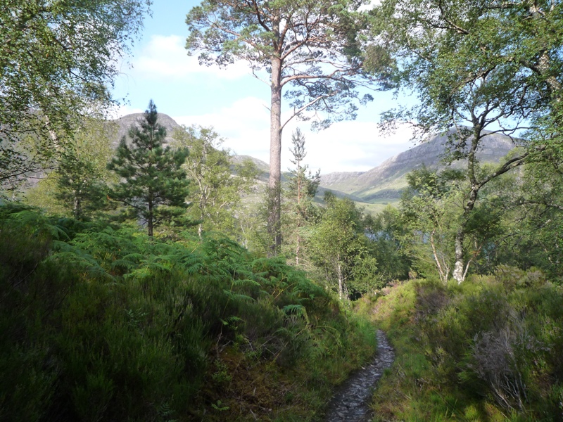 Glas Leitir Forest Trail