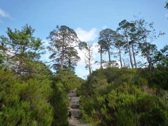 Glas Leitir Forest Trail