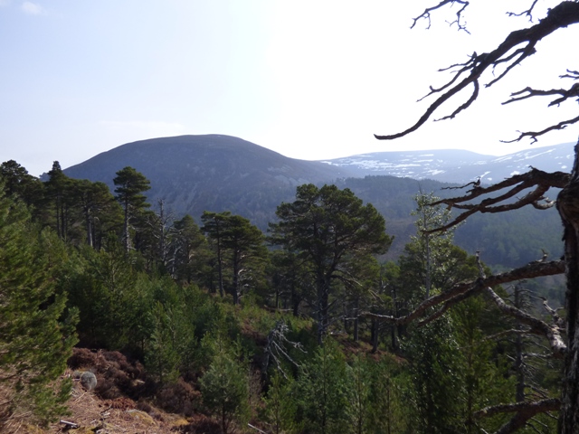 Glenmore Forest trail leading to Lochan Uaine