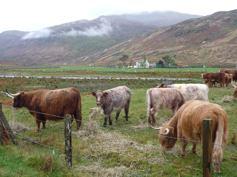 Hardy Highland Cows toughing it out in Scotland