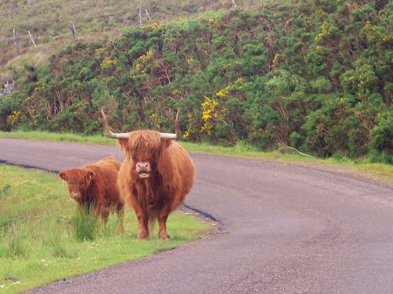 Highland Cows on Road
