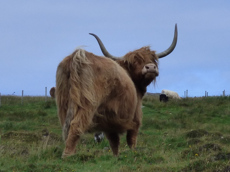 Highland Cow posing for camera