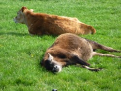 Jersey cows sleeping at Glenluce