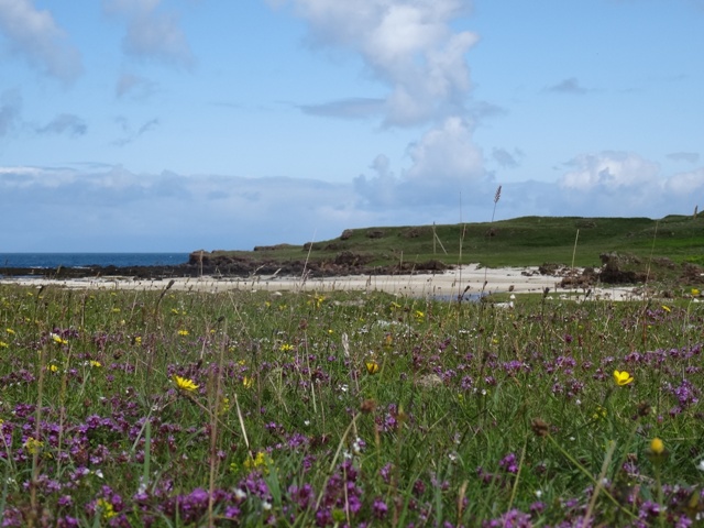 Wildflower meadow at Langamull Beach