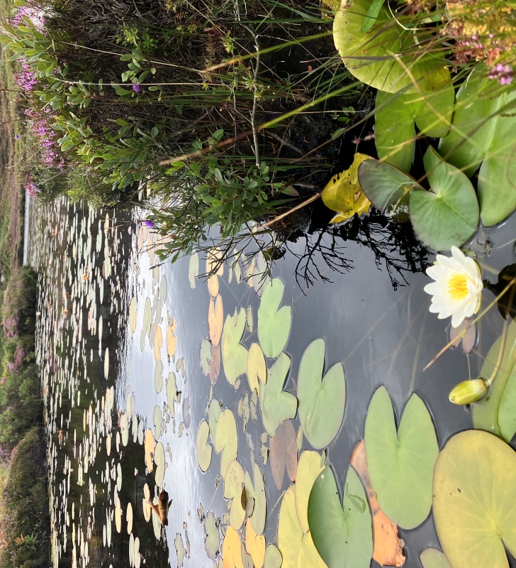 Lilies starting to bloom on a loch on Eriskay